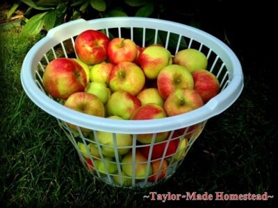 Taste of Fall: Easy Slow-Cooker Homemade Applesauce Image